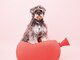 ドッグマニアピンチアオヤマ(DOGMANIA PiNCH AOYAMA)の写真