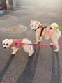 クロレ(CLORE) 愛犬うめとこめに癒されてます!わんこのお話し大好きです!