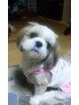 ヘアメイク ケイ(hair make KEI) 愛犬のジュリです。毎日癒されてます。