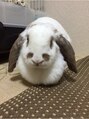 ミエルヘアーエスト 新宿店(mielhair est)&nbsp;うちのかわいいうさぎのミーちゃんです【mielhair新宿est】