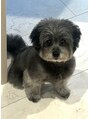 フリーシャ(freesha) 世界で1番可愛い愛犬です!皆さんの家族自慢待ってます◎