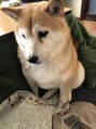 アオ(a-o)&nbsp;実家の愛犬ポンポンちゃんです♪
