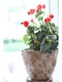 サラジュ 逆瀬川店(SARAJU)&nbsp;お休みは植物に癒されます^^