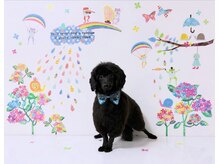 ドープヘアー(dope hair)の雰囲気(看板犬練習中のコービーです!人が大好きなので遊んで下さい♪)