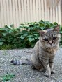 イタクラ 鳥屋野店(ITAKURA)&nbsp;実家の愛するネコ様です。犬より猫派(^^)