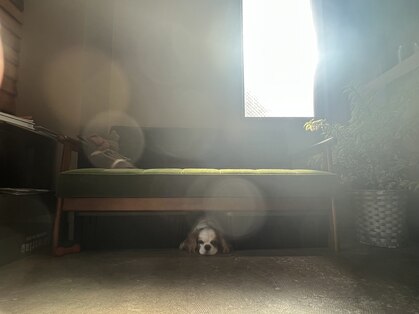 エマ(EMMA)の写真