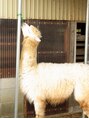 アルパカ(alpaca) alpaca 