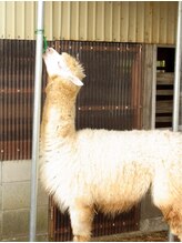 アルパカ(alpaca) alpaca 