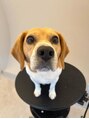 リドムヘアデザイン(LiDm hair design)&nbsp;めちゃくちゃ人懐っこいビーグルを飼ってます(^^)