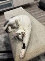 リゾートスクエア(RESORT SQUARE)&nbsp;お家で猫を2匹飼ってます！猫好きの方ぜひお話ししたいです(^^)