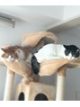 スタジオノブ(Studio nob)&nbsp;こっちは正真正銘猫。我が家の重鎮ですw【新丸子】