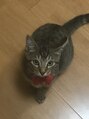 ヴェスパー(Vesper) 猫が大好きで、今はロビンくんと一緒に暮らしています!