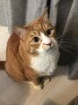 パティオン(PATIONN)&nbsp;猫が大好きです。猫がお家にいる方は是非写真見せて下さい！