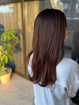 ネリネ(Nerine) ショコラブラウン