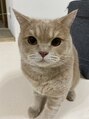 ネウィサリュー 立川(newi saLyu)&nbsp;ブリティッシュショートヘアの男の子を飼っています。[韓国]