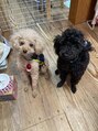 アクアオモテサンドウ(ACQUA omotesando) 私の自慢のわんこたち。かわいいんです！！！！！