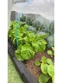 アンド ラル(AND LALU) お野菜すくすく育っております。