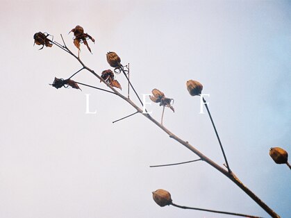 レフ(LEF)の写真