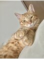 フレイムス ヘアアンドリラックス 南越谷店(Frames hair&relax) 愛猫のマロンです*猫ちゃんトークしたいです♪