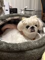 ルシェル 各務原店(le ciel) お家で飼ってるわんちゃんです!あと3匹います(*^^*)