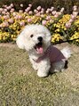 ザ クラン バイ ヘッドライト 仙台長町店(THE CLAN by HEADLIGHT) 白い悪魔、愛犬の【ゆめまる】です