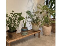オルエ(ooLL.e)の雰囲気（沢山の植物に癒されてください♪）
