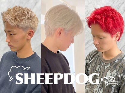 シープドッグ(SHEEP DOG)の写真
