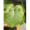 ラフウ(Raffu)のお店ロゴ