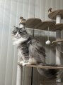 ヒロギンザバーバーショップ 神楽坂店(HIRO GINZA BARBER SHOP)&nbsp;めちゃ可愛い猫飼ってます！名前はうに！