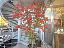 グロウミドル(GROW middle)の雰囲気（秋にはもみじの紅葉でより明るくなります★）