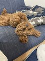 シック 大宮西口(CHIC) トイプーがお家にいます!わんちゃんのお話もぜひ!大宮/ボブ