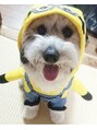 アペル(APARE)&nbsp;愛犬のココです♪帰ると一番に出迎えてくれる癒しです(^^♪