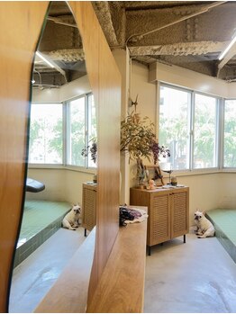 コハク(COHAKU)の写真/フレンチブルドッグが看板犬でいるプライベーサロン