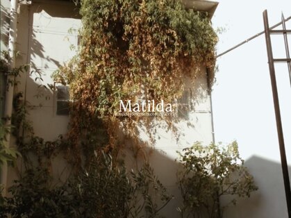 マチルダ(Matilda)の写真