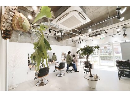 ハク(haku.)の写真