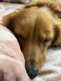 ノイエ(noie) 動物が好きで実家にいる犬が可愛すぎて仕方ないです。