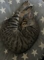 エン(en) 10月から猫を飼い始めました☆