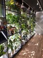 ロダット 横浜(LODAT by little) ☆観葉植物☆ 【横浜/横浜駅】【平沼橋】