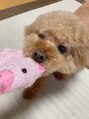 パティオン(PATIONN) 犬の『ちーまん』です。普段は実家にいるので会えず寂しいです。