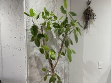 フェリスヘア(feliz hair)の雰囲気（観葉植物やドライフラワーでシンプルながら癒しのおもてなし♪）