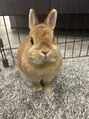 アンドビー(&b.)&nbsp;うさぎと暮らしてます