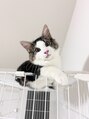 ヘアーメイクメアリーアン(Hair make Mary ann) 愛猫ノンちゃん、1歳男の子、社交的でイタズラ好き