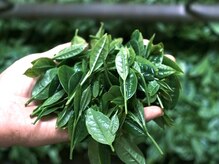 アザー(o. the .r)の雰囲気（ナチュラル成分に拘った天然茶葉を使用したオリジナルヘッドスパ）