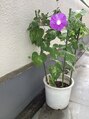 ヴェルディ(Verdy) 植物が大好き!家のベランダの朝顔が今朝咲いていました♪