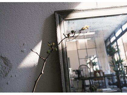 テフ(tefu)の写真