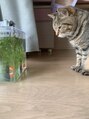 ノーク(noak.)&nbsp;猫を飼っています^_^動物好きです♪