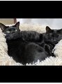 ルチア(HAIR&MAKE LUCIA) 猫4匹と暮らしています。　ゆずくん。もみじくん。