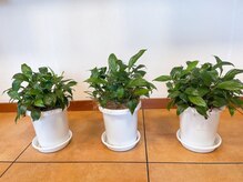 ソレイユ(Soleil)の雰囲気（緑たくさんでアットホーム空間【なかもず美容室/中百舌鳥】）
