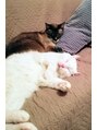ヘアーアンドチャット リンク 三軒茶屋店(hair&chat LINK) 猫を2匹飼っています白いのが「さすけ」キジトラが「むぅ」です