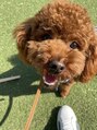 スリーエイト(888 Three Eight) 愛犬のラティくん！いつも癒しをくれる相棒です♪